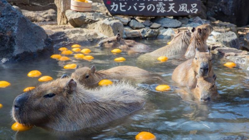 capybara ngâm onsen